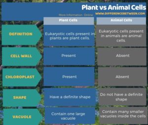 Difference Between Plant and Animal Cells | Compare the Difference