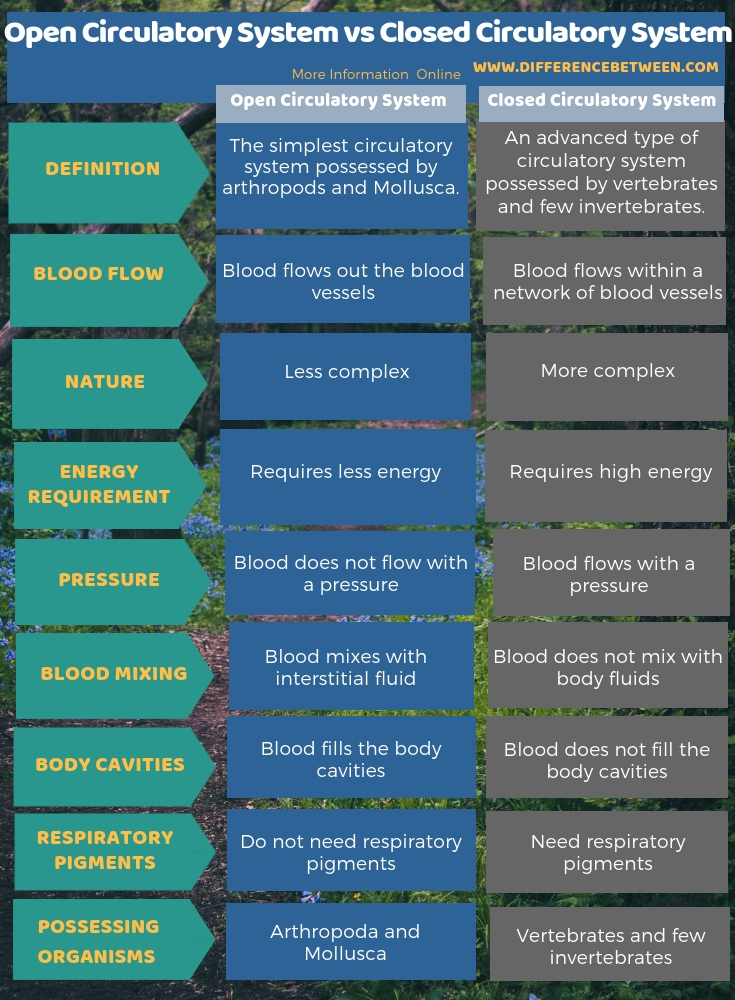 Difference Between Open Circulatory System and Closed Circulatory