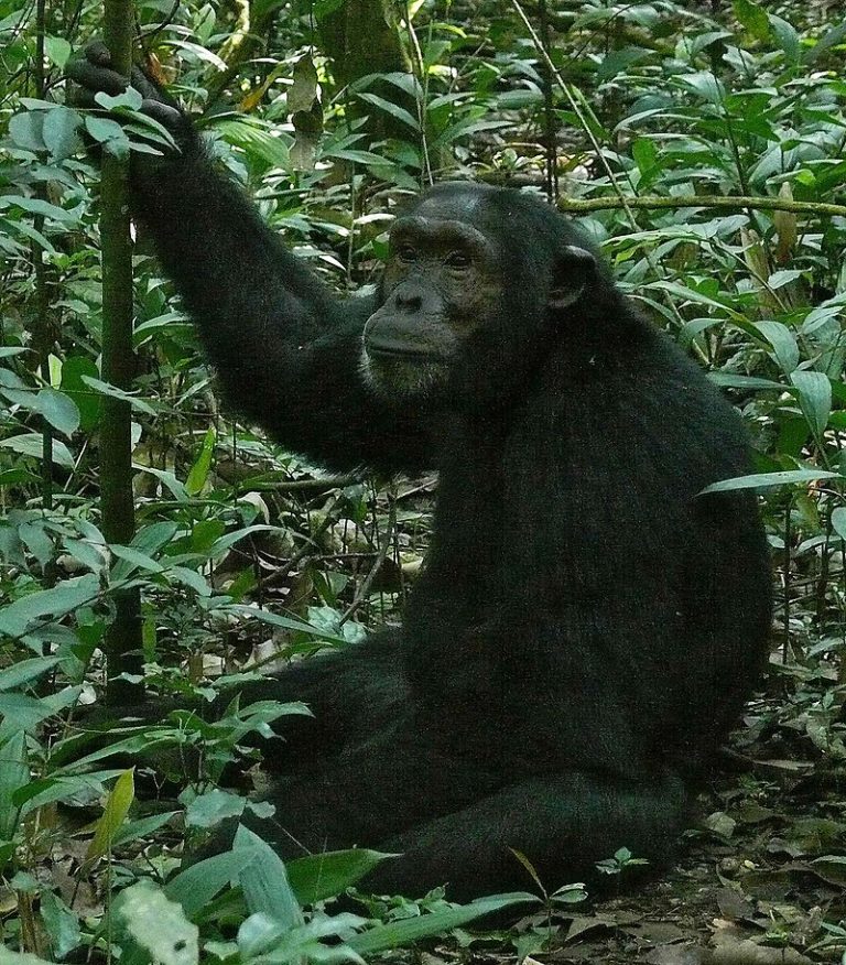human hand chimpanzee hand