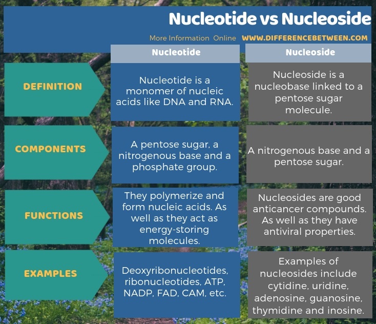 Difference Between Nucleotide And Nucleoside Tabular Form 