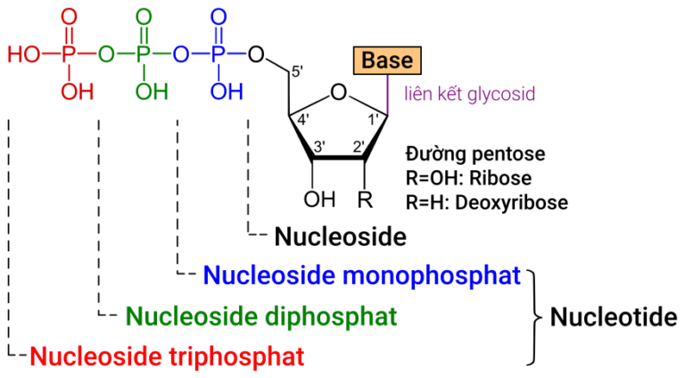 nucleotide sequence comparison