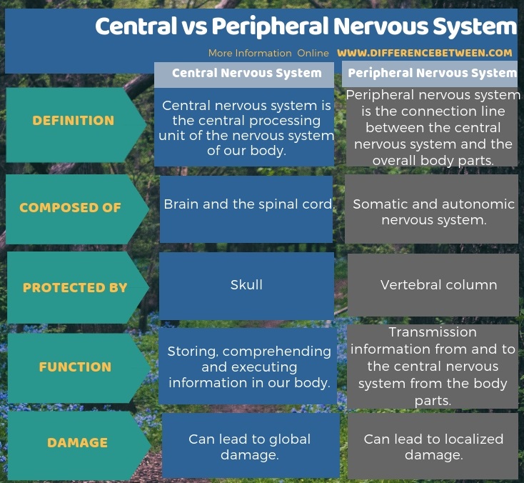 Difference Between Central And Peripheral Nervous System Compare The Difference Between Similar Terms