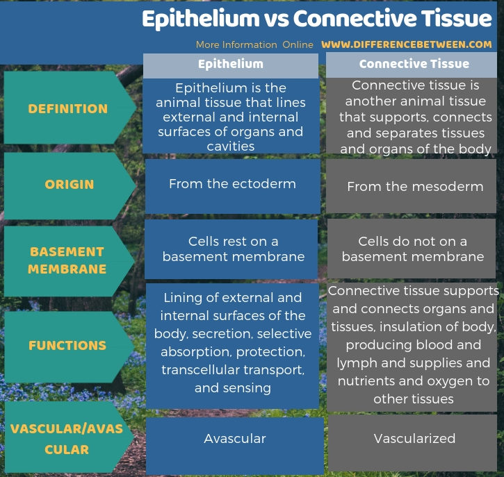 Difference Between Epithelium and Connective Tissue | Compare the