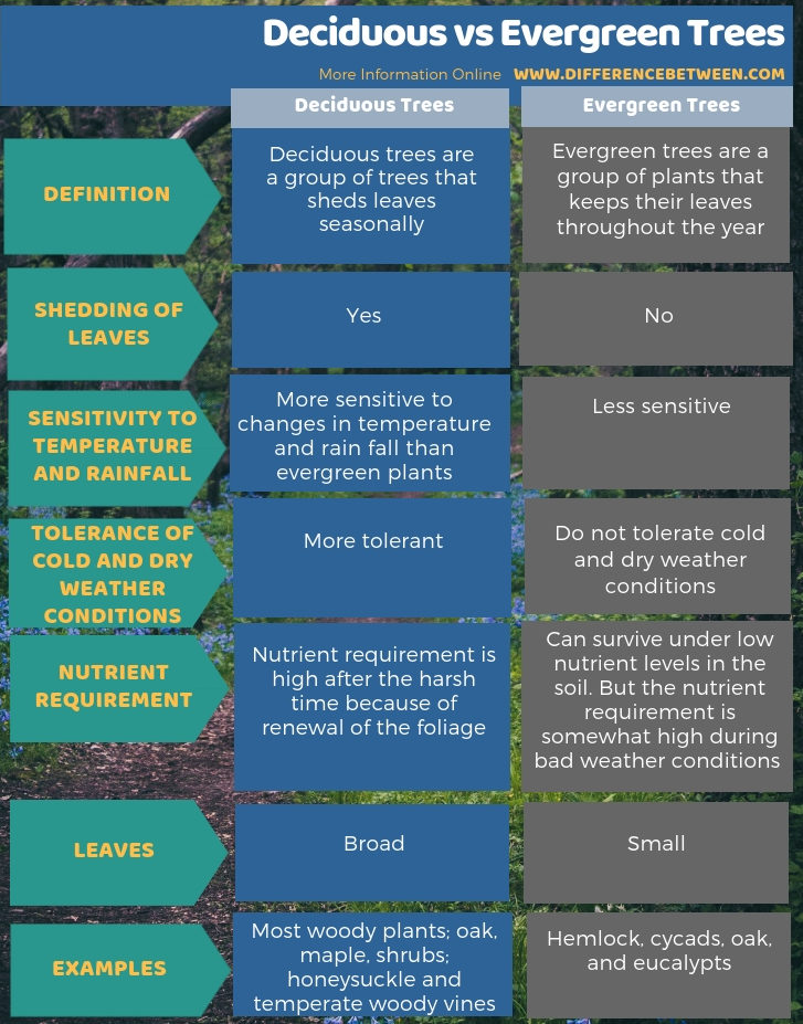 Difference Between Deciduous And Evergreen Trees Compare The Difference Between Similar Terms