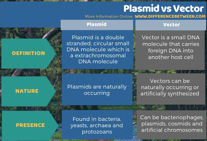 Difference Between Plasmid and Vector | Compare the Difference Between