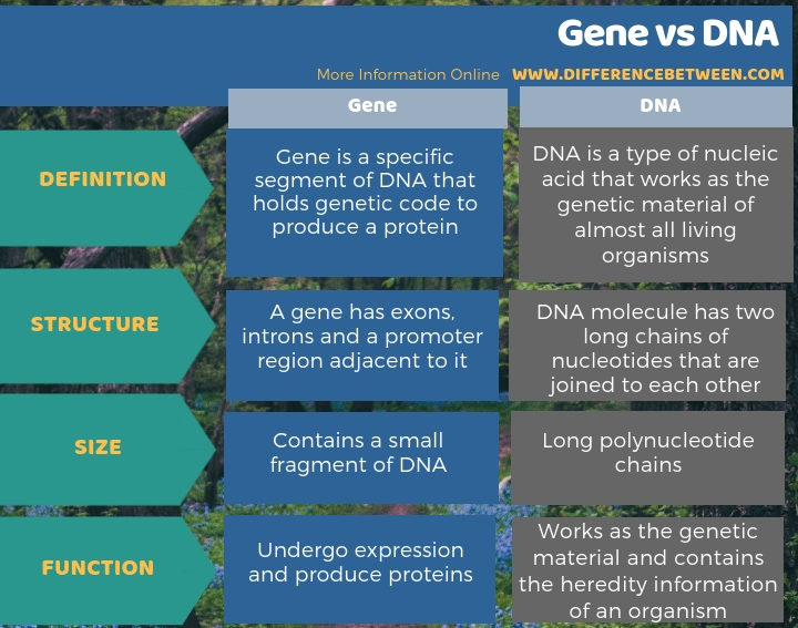 Difference Between Gene and DNA | Compare the Difference Between