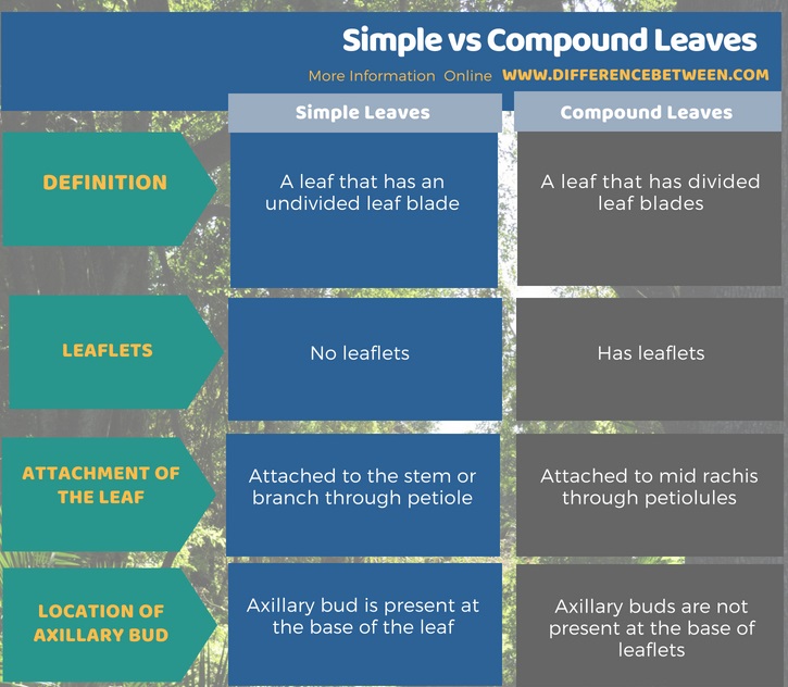 Difference Between Simple And Compound Leaves Compare The