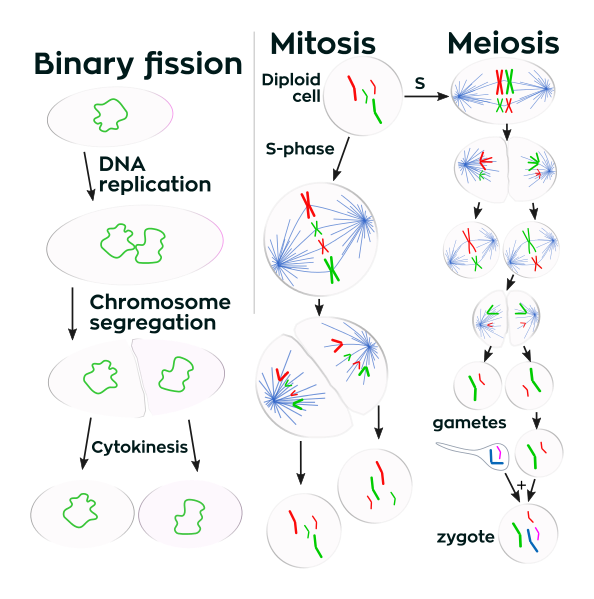 whats different between binary fission vs mitosis