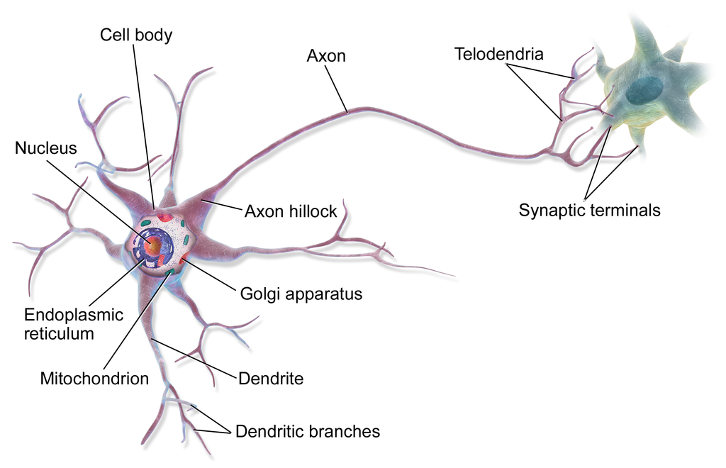 axon and dendrite