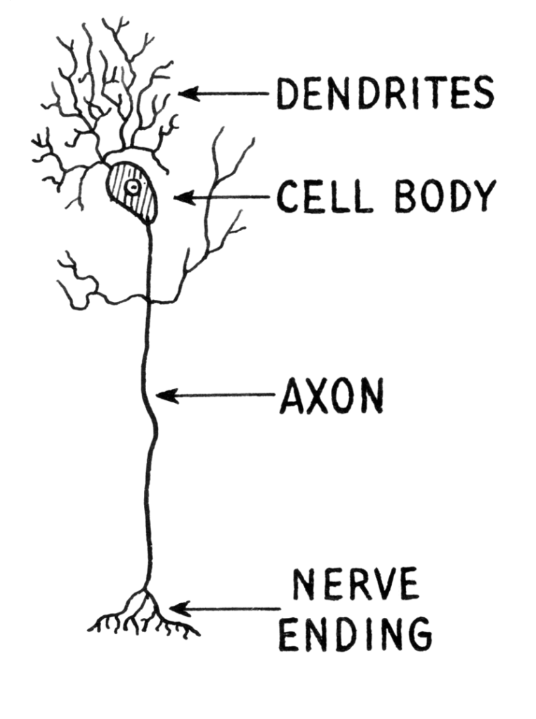 axon vs dendrite image