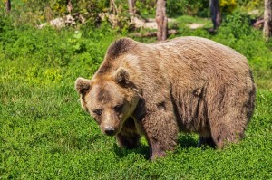 Bare vs. Bear: What Is The Difference? 