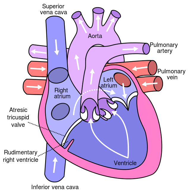 Difference Between Bicuspid Valve And Tricuspid Valve Bicuspid Valve