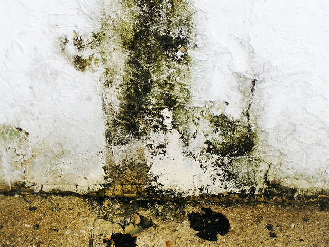 Difference Between Black Mold and Mildew 