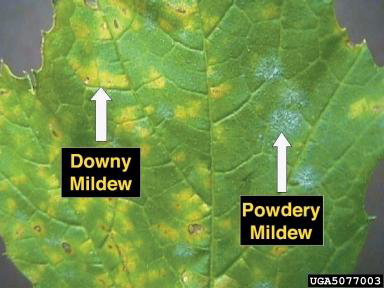 Key Difference Between Black Mold and Mildew