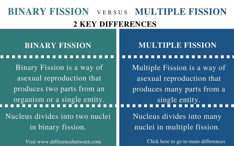 define binary fission vs cell division