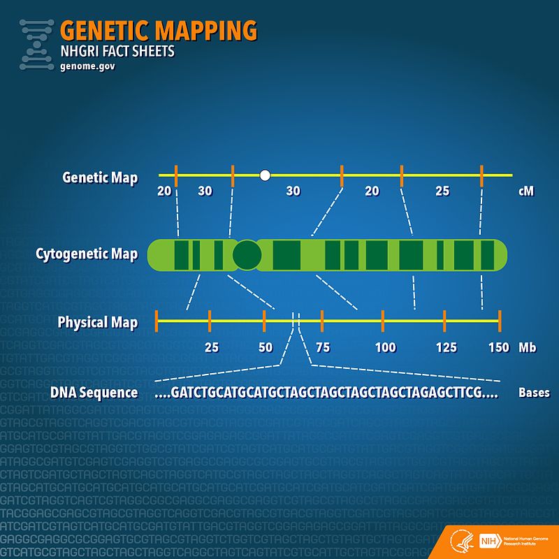 Difference Between Genetic Map And Physical Map Fig 1 