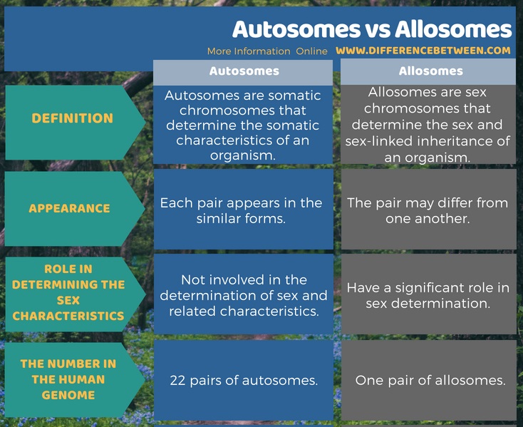 Difference Between Autosomes And Allosomes Compare The Difference