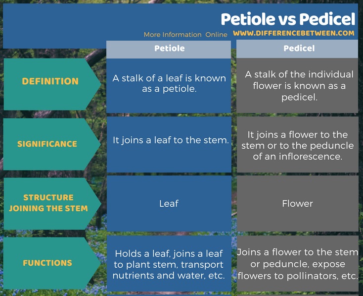 Difference Between Petiole and Pedicel in Tabular Form