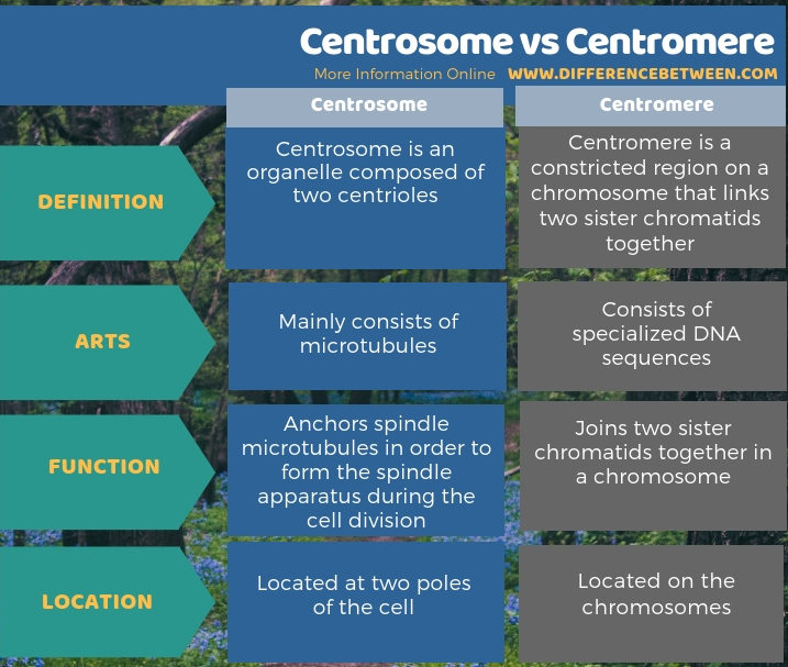 Difference Between Centrosome and Centromere | Compare the Difference