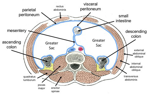 Difference Between Visceral and Parietal Serous Membranes | Compare the
