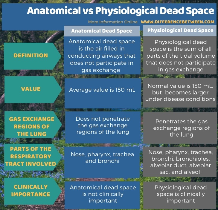 changes in anatomical dead space lungs