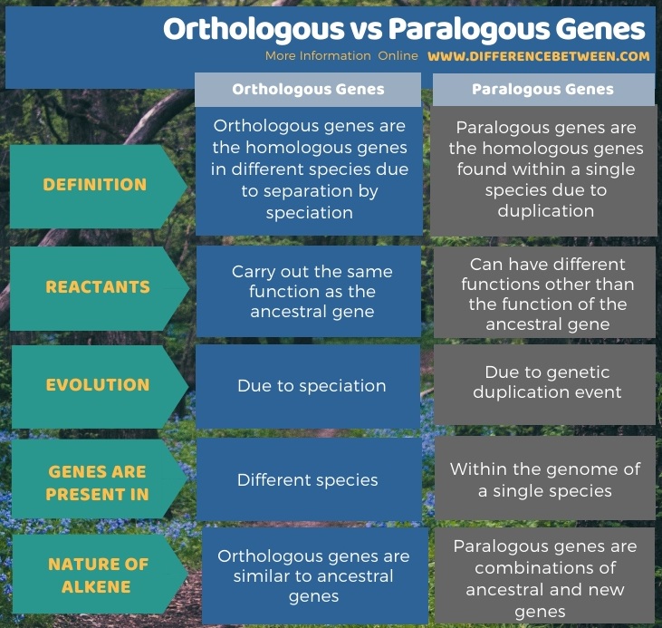 Difference Between Orthologous and Paralogous Genes | Compare the ...