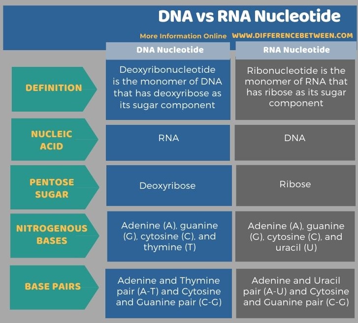 Difference Between Dna And Rna Nucleotide Compare The Difference Between Similar Terms