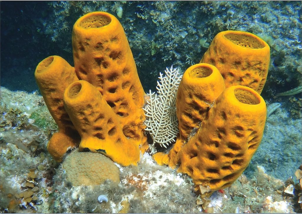 what is sponge