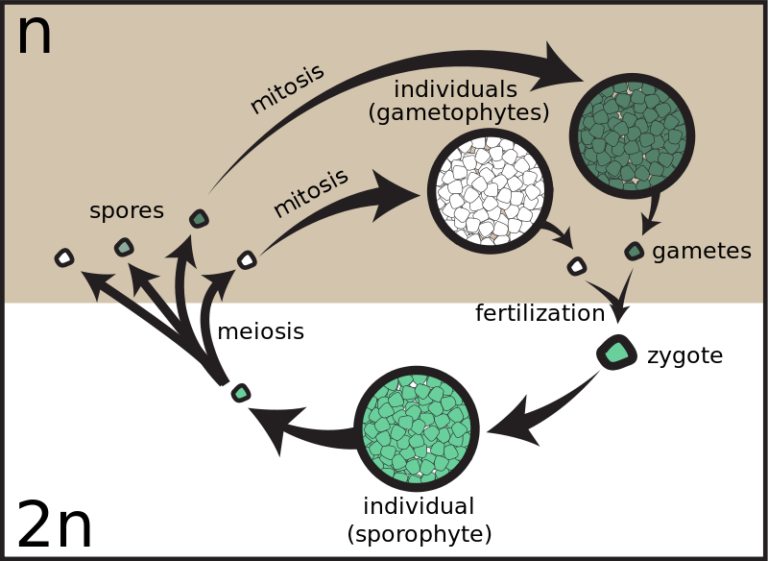 Difference Between Gametic Sporic And Zygotic Meiosis