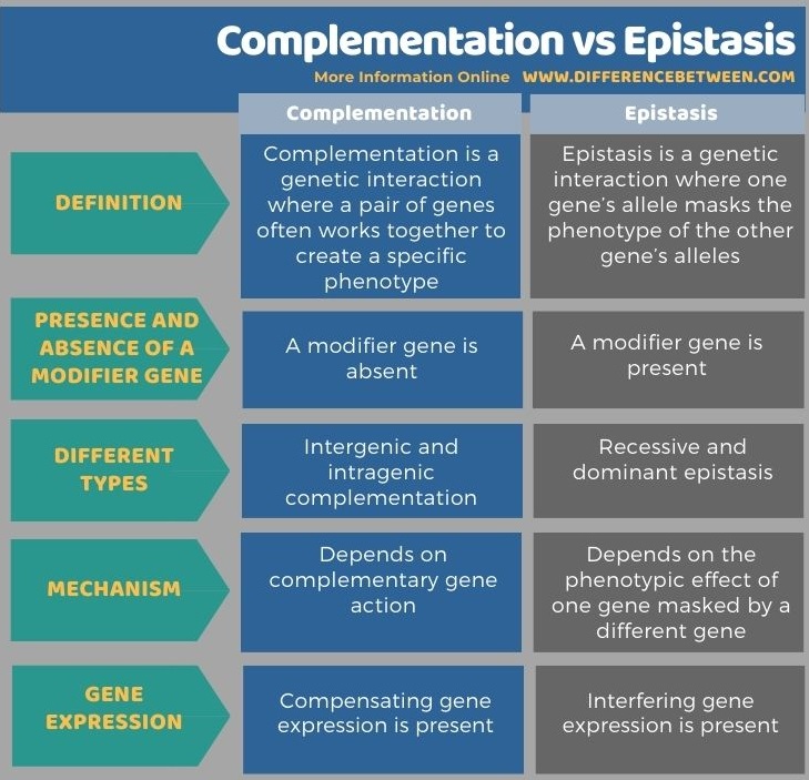 Difference Between Complementation And Epistasis Compare The 3159